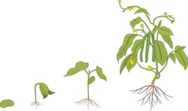 download article resistance of tomato seedlings to early blight