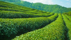 Growing tea close up. Highlands of Thailand