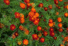 GrowingTagetes Marigold patula flower royalty free stock photos GrowingTagetes Marigold patula flower royalty free stock photos