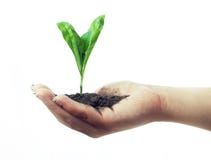 Growth. Royalty Free Stock Photo