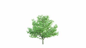 The growth of a large tree. Isolated on white background ultra HD 4k.