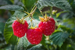 Growth Raspberries Royalty Free Stock Photos Growth Raspberries Royalty Free Stock Photos