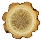 Growth rings of acacia tree - cross section