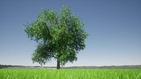 Growth tree on green background. Eco green nature forest background template. Business development.