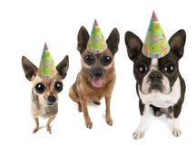 Große gemusterte Partyhunde stockfotos Große gemusterte Partyhunde stockfotos