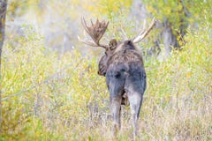 Große Geweih-Stier-Elche im gelben Wald stockfotografie Große Geweih-Stier-Elche im gelben Wald stockfotografie