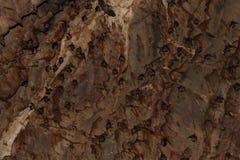 Große Gruppe Schläger in der Höhle lizenzfreie stockfotografie Große Gruppe Schläger in der Höhle lizenzfreie stockfotografie