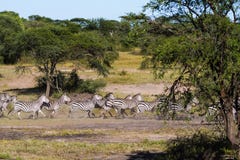 Große Migration in Serengeti Tanzania, Afrika stockfotografie Große Migration in Serengeti Tanzania, Afrika stockfotografie