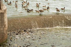 Große Zahl des Karpfens einziehend am Abflusskanal lizenzfreie stockfotografie Große Zahl des Karpfens einziehend am Abflusskanal lizenzfreie stockfotografie