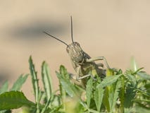 Große ägyptische Heuschrecke auf einer Ringelblumen-Anlage lizenzfreie stockbilder Große ägyptische Heuschrecke auf einer Ringelblumen-Anlage lizenzfreie stockbilder