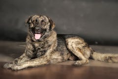 Großer Hund im Studio stockfoto Großer Hund im Studio stockfoto