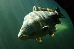 Großer Karpfen (Cyprinus Carpio) lizenzfreie stockbilder Großer Karpfen (Cyprinus Carpio) lizenzfreie stockbilder