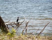 Großer Kormoran - der Tauchseevogel Lizenzfreie Stockbilder Großer Kormoran - der Tauchseevogel Lizenzfreie Stockbilder