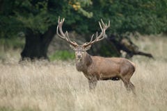 Großer reifer Rotwildhirsch stockbild Großer reifer Rotwildhirsch stockbild