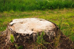 Großer Stummel vom strary geschnittenen Baum stockfoto Großer Stummel vom strary geschnittenen Baum stockfoto