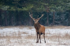 Großes erwachsenes edles Rotwild mit großen schönen Hörnern auf schneebedecktem Feld auf Waldhintergrund Cervus Elaphus Rotwild-H lizenzfreie stockbilder Großes erwachsenes edles Rotwild mit großen schönen Hörnern auf schneebedecktem Feld auf Waldhintergrund Cervus Elaphus Rotwild-H lizenzfreie stockbilder