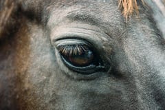Großes schwarzes trauriges Auge eines schönen dunklen Pferds stockbilder Großes schwarzes trauriges Auge eines schönen dunklen Pferds stockbilder