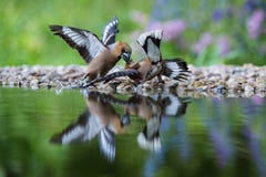Grubodziób, Coccothraustes coccothraustes pojedynek Oba przy waterhole w lesie odbija na powierzchni z rozpieczętowanym zdjęcia stock Grubodziób, Coccothraustes coccothraustes pojedynek Oba przy waterhole w lesie odbija na powierzchni z rozpieczętowanym zdjęcia stock
