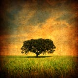 Grunge Background With Lonely Tree Stock Photography