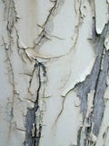 Grunge Paint Peeling Texture Stock Photo Grunge Paint Peeling Texture Stock Photo