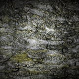 Grunge Tree Bark Texture Royalty Free Stock Image
