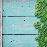 Grunge Wood Background On Green Color With Ivy Fixing Tree Plant Stock Photo