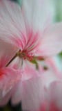 Grunt djup av f?ltet Rosa f?rgblomma Knopp Makro Gr?n knopp Blomma It& x27; s-v?r Rosa f?rger mjukhet royaltyfri fotografi Grunt djup av f?ltet Rosa f?rgblomma Knopp Makro Gr?n knopp Blomma It& x27; s-v?r Rosa f?rger mjukhet royaltyfri fotografi