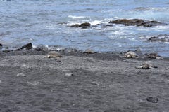 Grupa Denni żółwie na Czarnej piasek plaży obraz stock Grupa Denni żółwie na Czarnej piasek plaży obraz stock