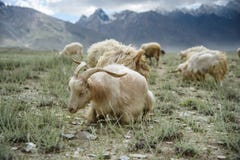 Grupa kózki pole, Padum, Zanskar vally obraz stock Grupa kózki pole, Padum, Zanskar vally obraz stock