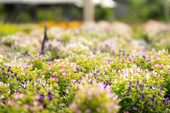 Grupa Torenia fournieri lub Wishbone kwiat w ogródzie Fotografia Stock Grupa Torenia fournieri lub Wishbone kwiat w ogródzie Fotografia Stock