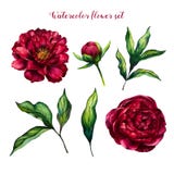 Grupo da flor da aquarela de peônias e de folhas ilustração do vetor Grupo da flor da aquarela de peônias e de folhas ilustração do vetor