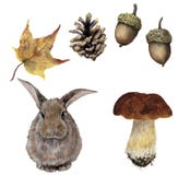 Grupo da floresta do outono da aquarela Cone pintado à mão do pinho, bolota, lebre, cogumelo e licença amarela isolados no fundo ilustração royalty free Grupo da floresta do outono da aquarela Cone pintado à mão do pinho, bolota, lebre, cogumelo e licença amarela isolados no fundo ilustração royalty free