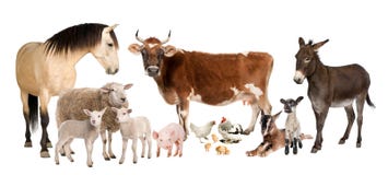 Grupo de animais de exploração agrícola: vaca, carneiro, cavalo, asno,