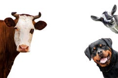 Grupo de animales domésticos - perro, vaca, cabra Fotografía de archivo libre de regalías Grupo de animales domésticos - perro, vaca, cabra Fotografía de archivo libre de regalías