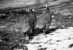 Grupo de aves de Guinea que corren en blanco y negro imagen de archivo Grupo de aves de Guinea que corren en blanco y negro imagen de archivo