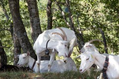 Grupo de cabras blancas en un prado fotografía de archivo libre de regalías Grupo de cabras blancas en un prado fotografía de archivo libre de regalías