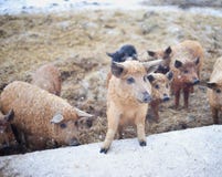 Grupo de cerdos jovenes del mangalitsa en el invierno en la nieve fotos de archivo Grupo de cerdos jovenes del mangalitsa en el invierno en la nieve fotos de archivo