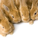 Grupo de conejitos Grupo de conejitos