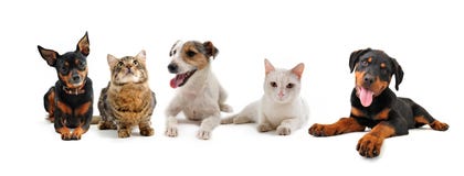 Grupo de filhotes de cachorro e de gatos fotografia de stock Grupo de filhotes de cachorro e de gatos fotografia de stock