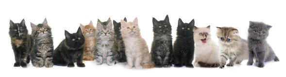 Grupo de gatito fotografía de archivo libre de regalías Grupo de gatito fotografía de archivo libre de regalías