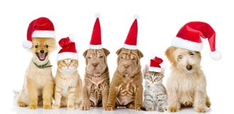 Grupo de gatos y de perros en sombreros rojos de la Navidad Aislado en blanco imagen de archivo libre de regalías Grupo de gatos y de perros en sombreros rojos de la Navidad Aislado en blanco imagen de archivo libre de regalías