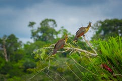 Grupo de hoatzins, hoazin del episthocomus, pájaro endémico que se sienta en una rama dentro de la selva tropical del Amazonas en Fotografía de archivo libre de regalías Grupo de hoatzins, hoazin del episthocomus, pájaro endémico que se sienta en una rama dentro de la selva tropical del Amazonas en Fotografía de archivo libre de regalías