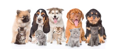 Grupo de perritos y de gatitos criados en línea pura En el fondo blanco fotografía de archivo libre de regalías Grupo de perritos y de gatitos criados en línea pura En el fondo blanco fotografía de archivo libre de regalías