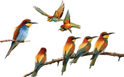 Grupo de pássaros coloridos em poses diferentes isolados no branco ilustração do vetor Grupo de pássaros coloridos em poses diferentes isolados no branco ilustração do vetor