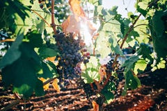 Grupo de uvas que riping em ramos fotos de stock Grupo de uvas que riping em ramos fotos de stock