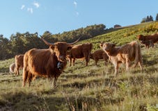 Grupo de vaca de la montaña en una pradera que mira a la cámara foto de archivo Grupo de vaca de la montaña en una pradera que mira a la cámara foto de archivo