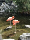Grupo do flamingo no jardim zool?gico fotografia de stock Grupo do flamingo no jardim zool?gico fotografia de stock