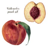 Grupo do pêssego da aquarela Ilustração pintado à mão do alimento com o fruto doce isolado no fundo branco botanical ilustração do vetor Grupo do pêssego da aquarela Ilustração pintado à mão do alimento com o fruto doce isolado no fundo branco botanical ilustração do vetor