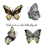 Grupo exótico da borboleta da aquarela Coleção pintado à mão do inseto isolada no fundo branco ilustração para o projeto ilustração stock Grupo exótico da borboleta da aquarela Coleção pintado à mão do inseto isolada no fundo branco ilustração para o projeto ilustração stock