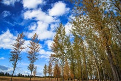 Grupo novo das árvores de Aspen do baixo ângulo que olha acima ao céu nebuloso fotos de stock Grupo novo das árvores de Aspen do baixo ângulo que olha acima ao céu nebuloso fotos de stock